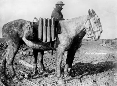 LES CHEVAUX ET MULES.