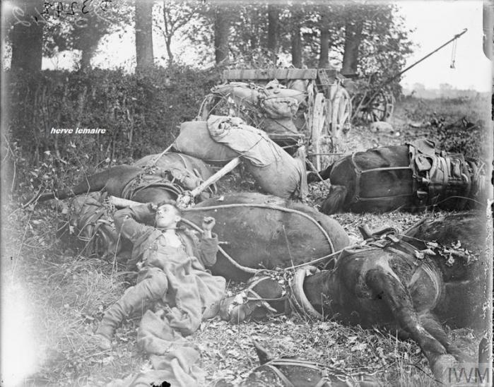 LES CHEVAUX / MULETS .