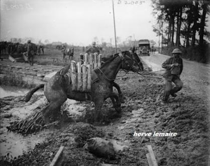 LES CHEVAUX ET MULES.