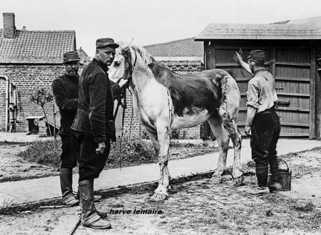 LES CHEVAUX ET MULES.