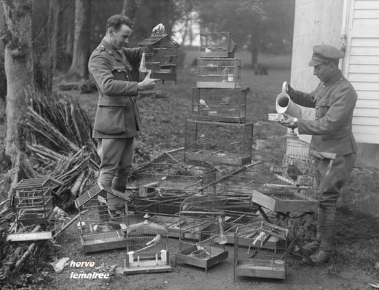 NOS FRERES D'ARMES .
