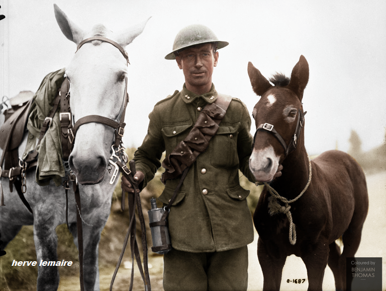 LES CHEVAUX/MULETS.