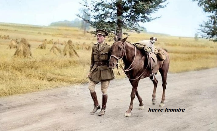 LES CHEVAUX/MULETS.