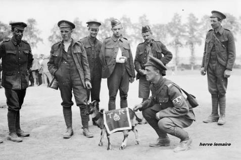 CANADIAN CORPS .