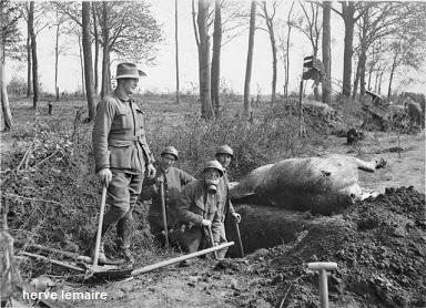 CHEVAUX ET MULES .