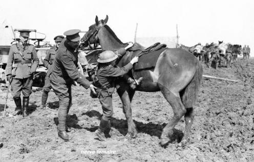 CANADIAN CORPS .